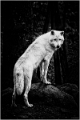 loups (3)